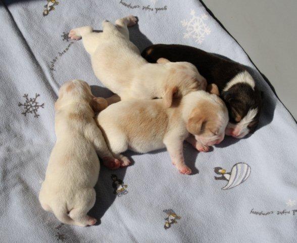Beaglewelpen 5 Tage alt